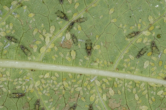 Magnified image of a crape myrtle leaf with numerous crape myrtle aphids.